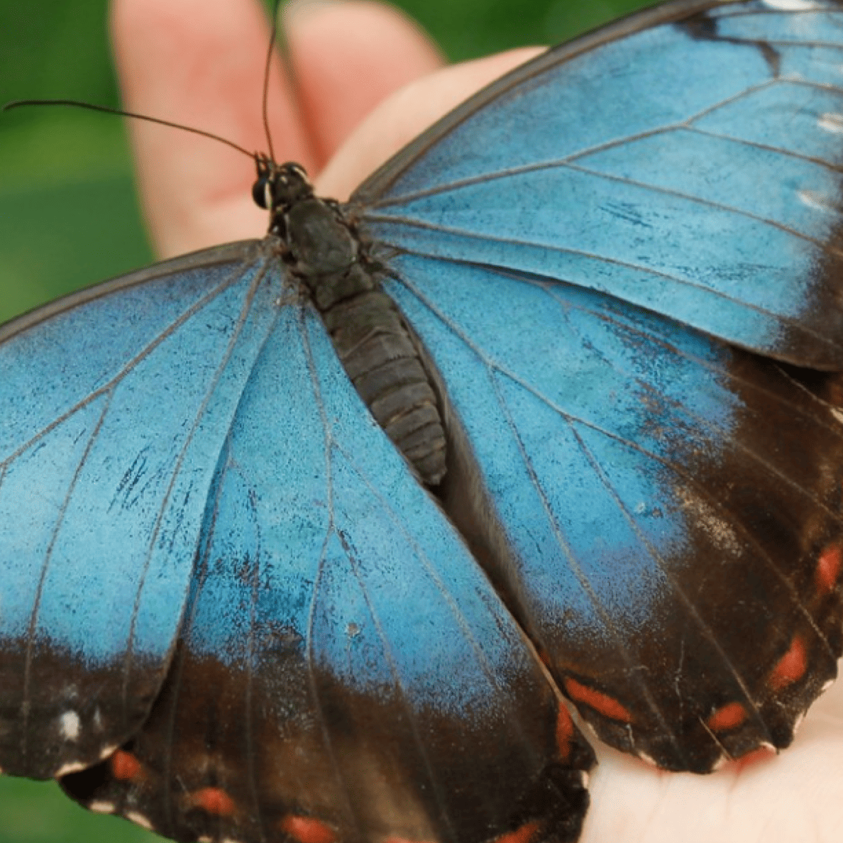 Mariposario de Benalmádena: Un Paraíso Tropical