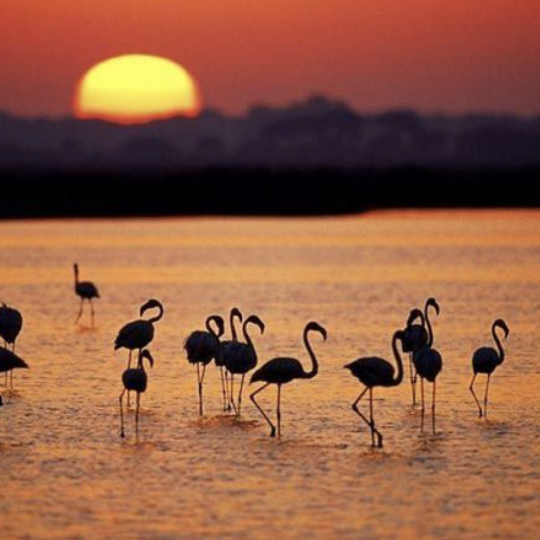 Doñana, Santuario de Aves Acuáticas: Marismas y Biodiversidad en Armonía