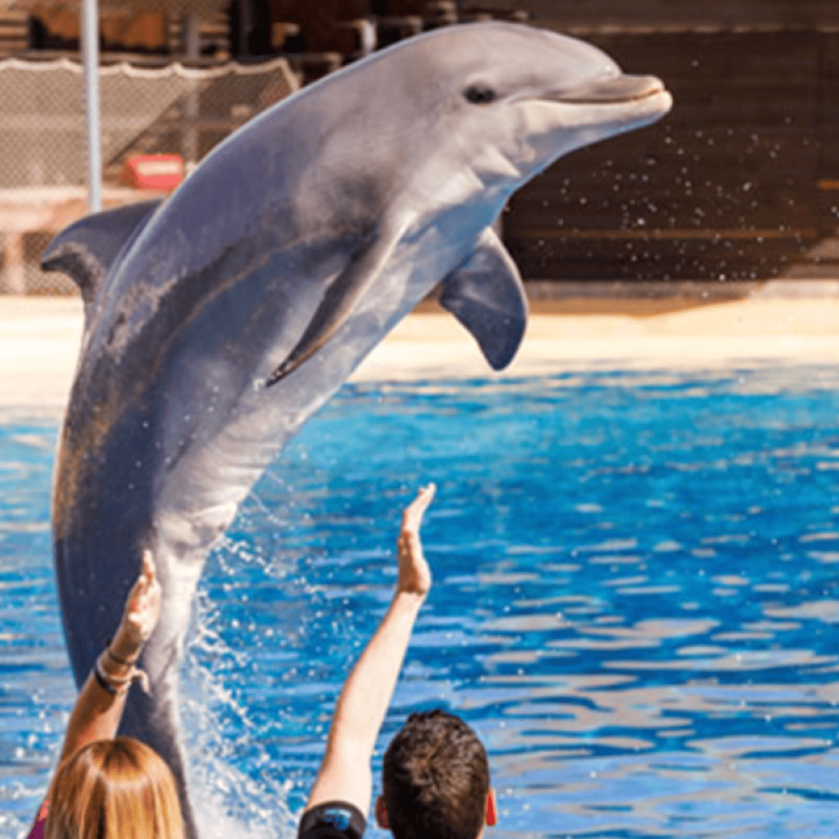 Selwo Marina: Disfruta un Viaje Marino en Benalmádena