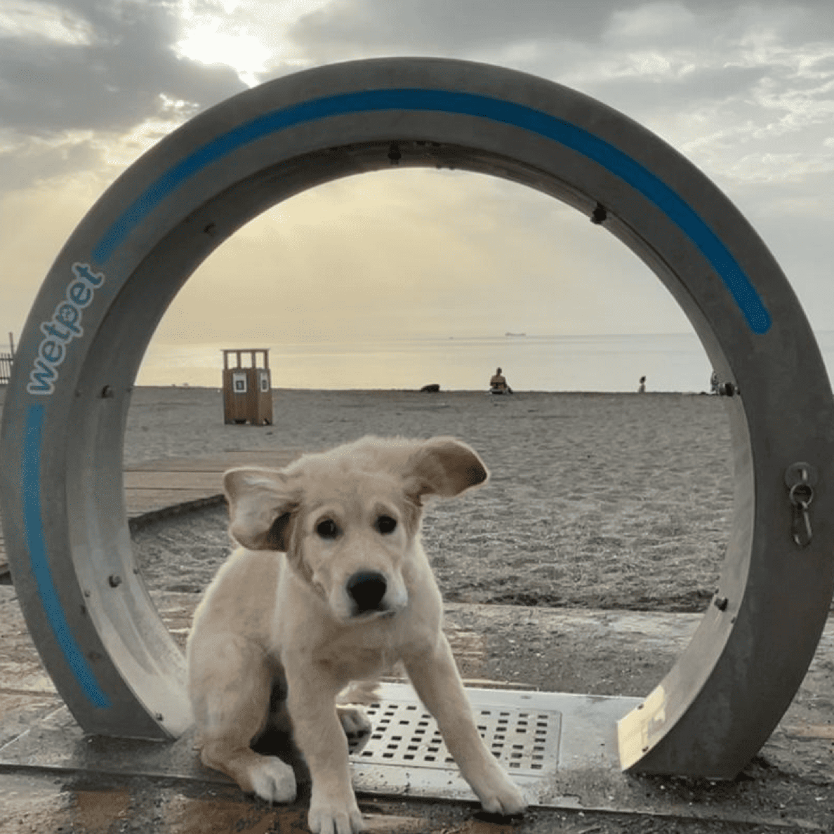 Playa Canina Fuengirola: Disfruta con tu mascota