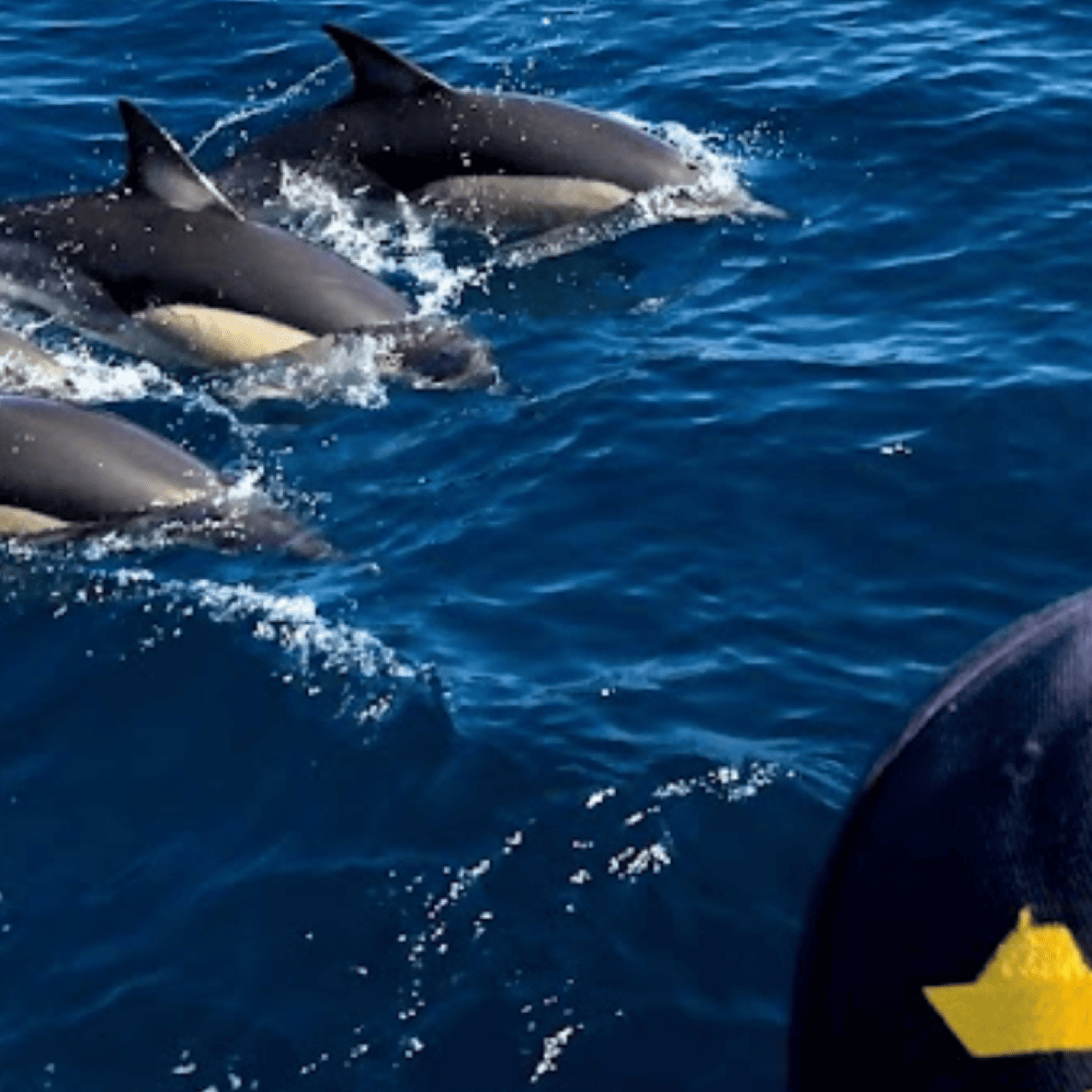 Avistamiento de Delfines en Puerto Marina Benalmádena