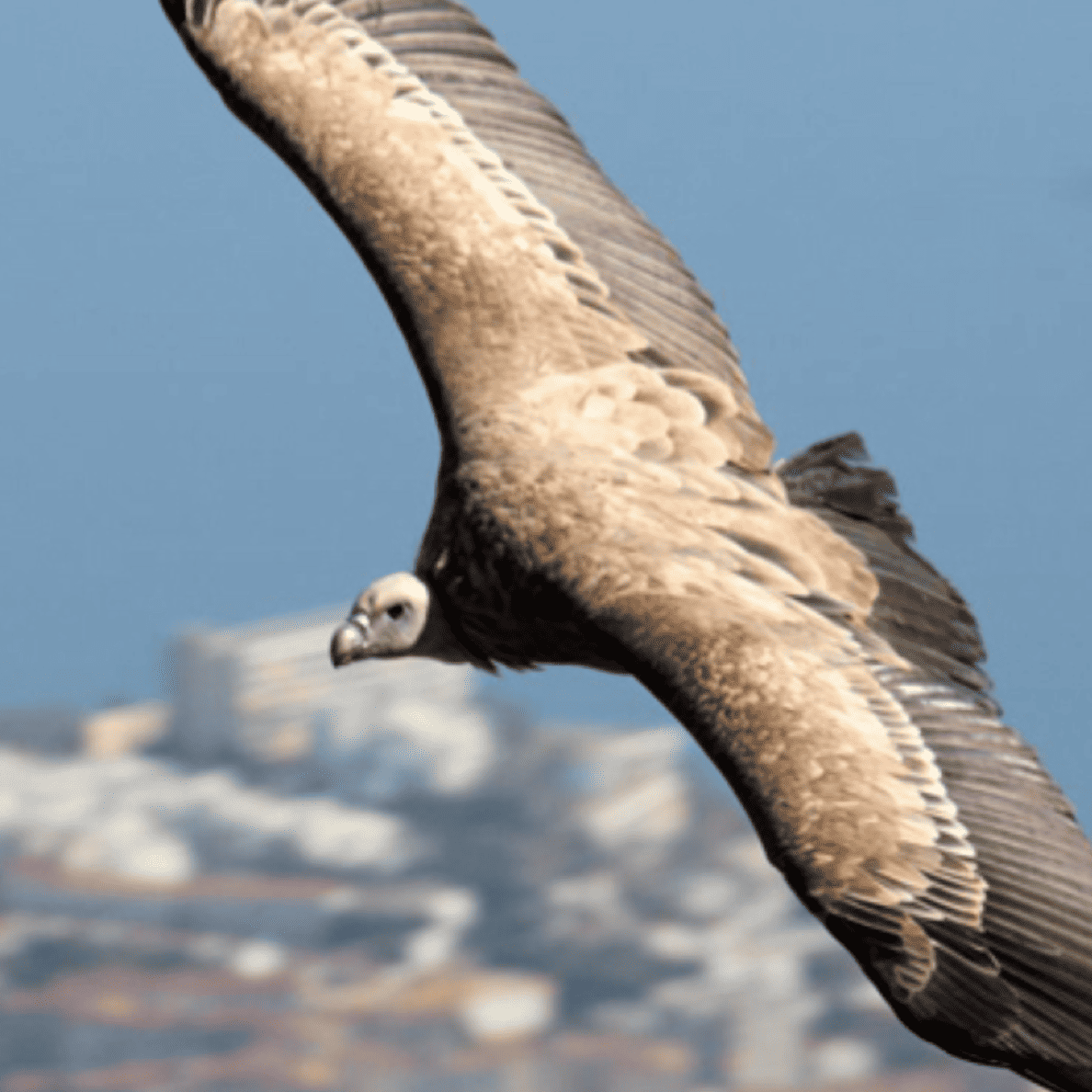 Valle de las Águilas Benalmádena: Vuelo de Rapaces